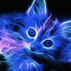 Animaux chat me decine quantique esprit aum esprit quantique copie